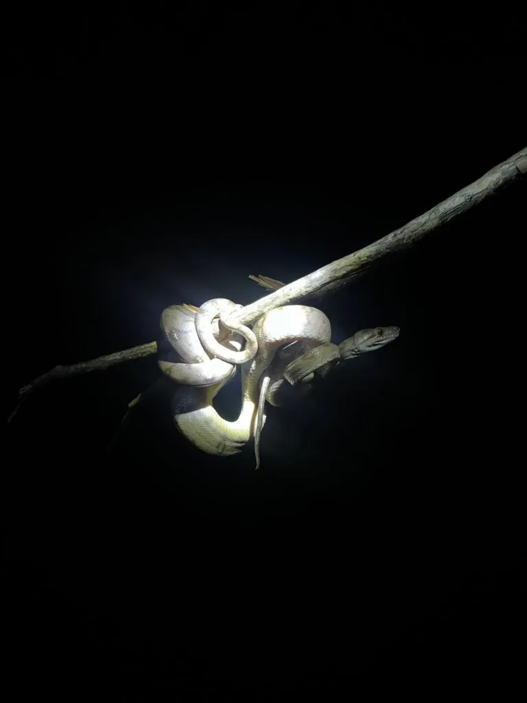 snake in a safari hight in the amazons