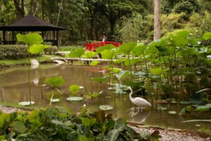Jardín Botánico y Bosque de Tijuca en Jeep