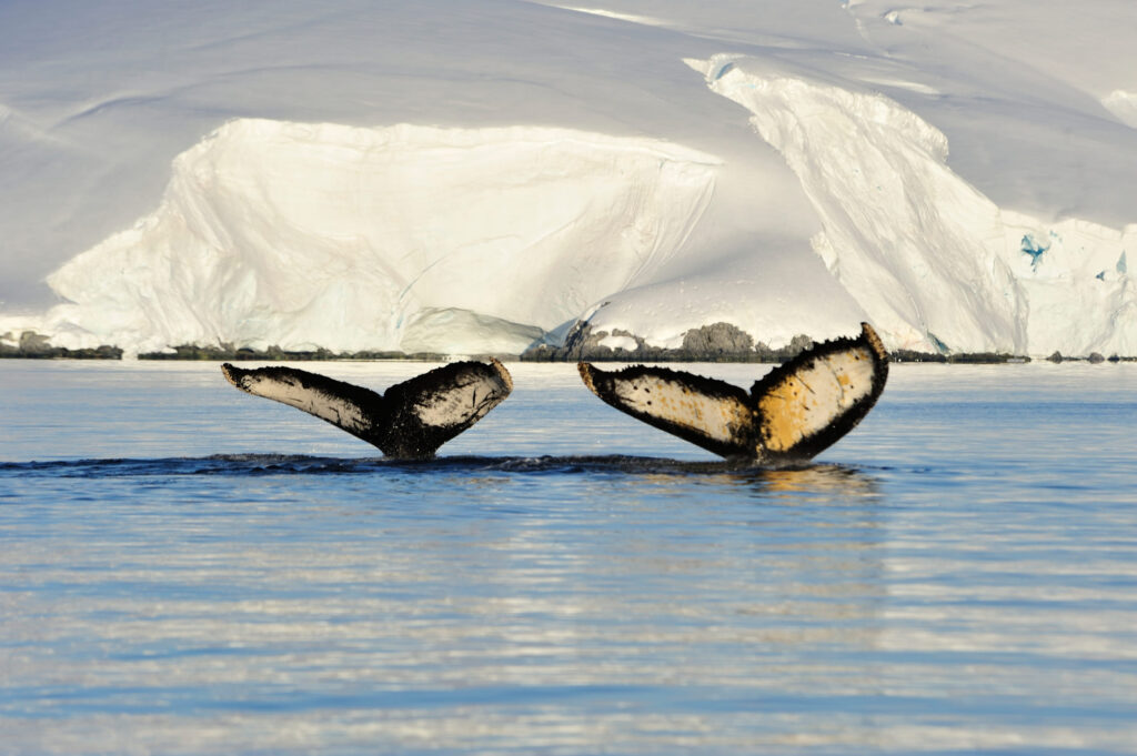 Best Luxury Travel Options in Patagonia