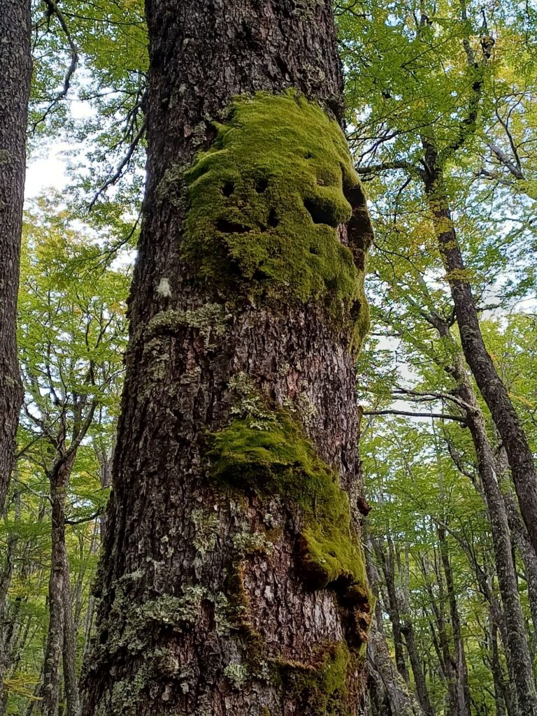 Funny faces formed by mud in the trunks of trees along hiking to Glacier Huemul in El chalt&eacute;n, Patagonia, Argentina. 