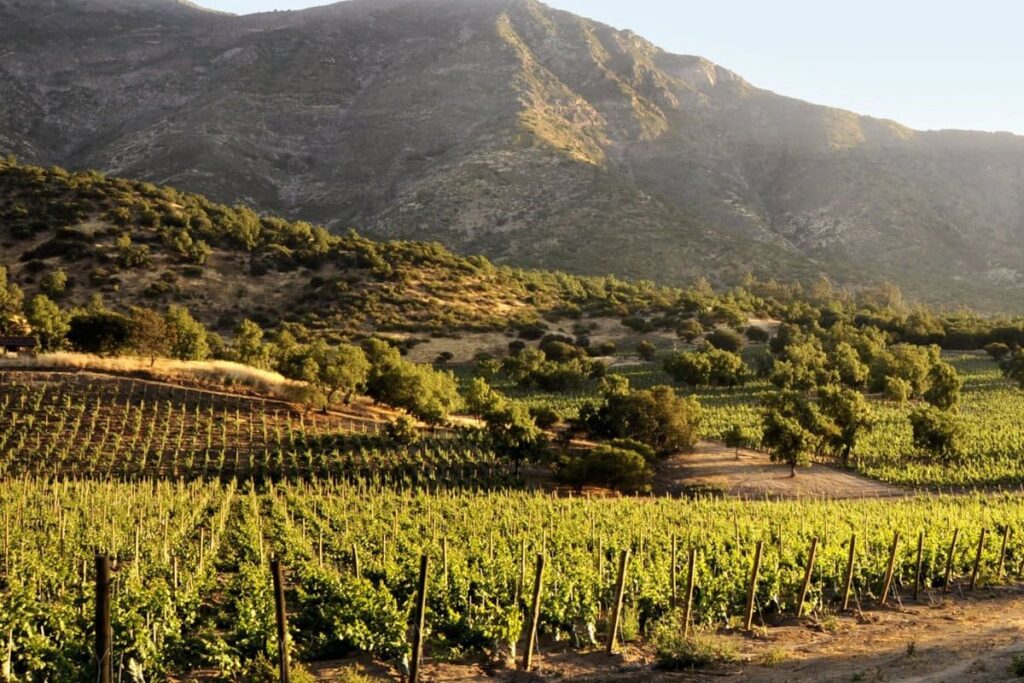 Mendoza wine tours