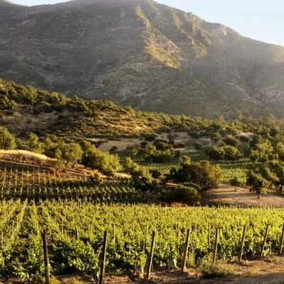 Best Argentina Wine Tours in Mendoza: What to Book and When