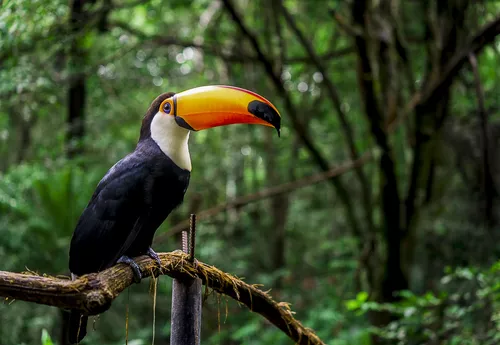wildlife of Iguazu Falls