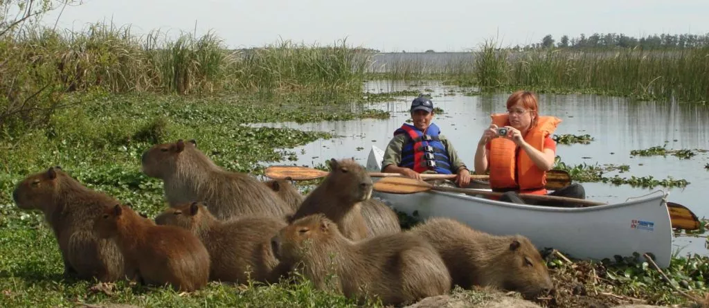 Capybaras in Ibera