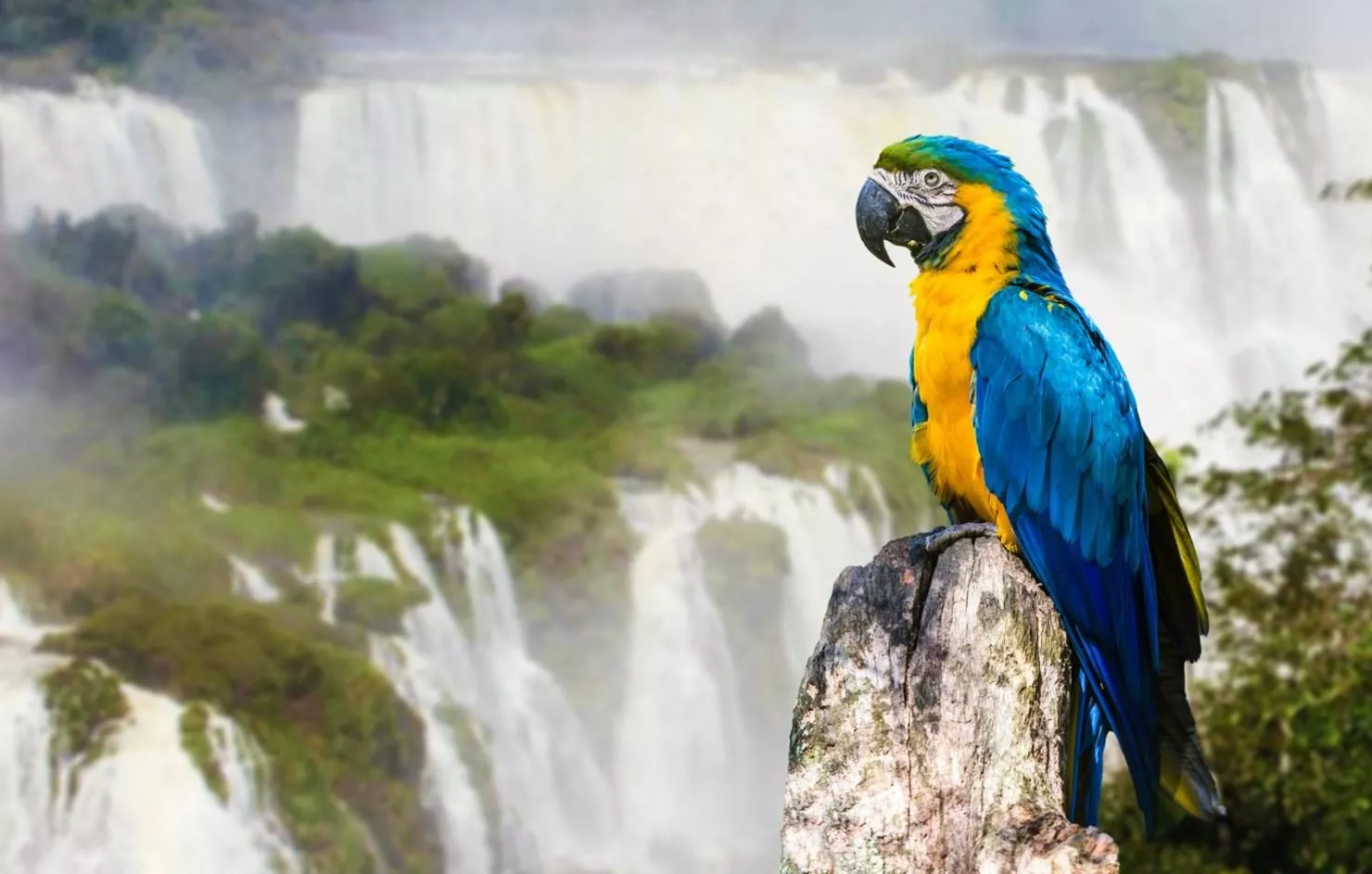 Iguazu Falls - Wildlife