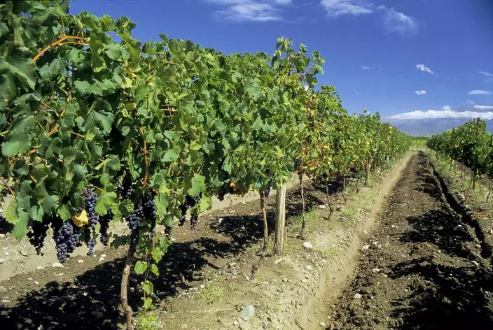 Mendoza - Wine tour
