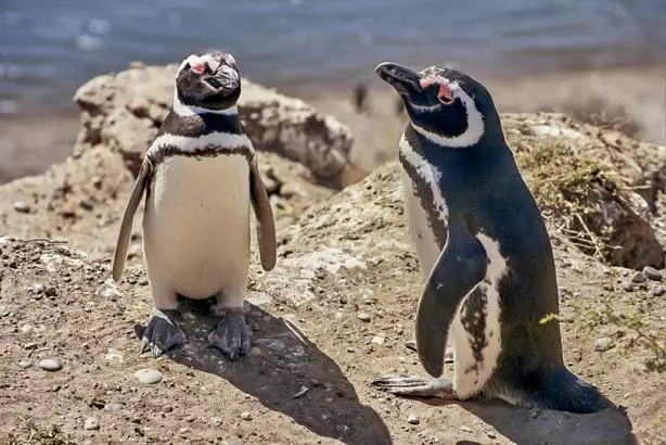 Puerto Madryn - Wildlife