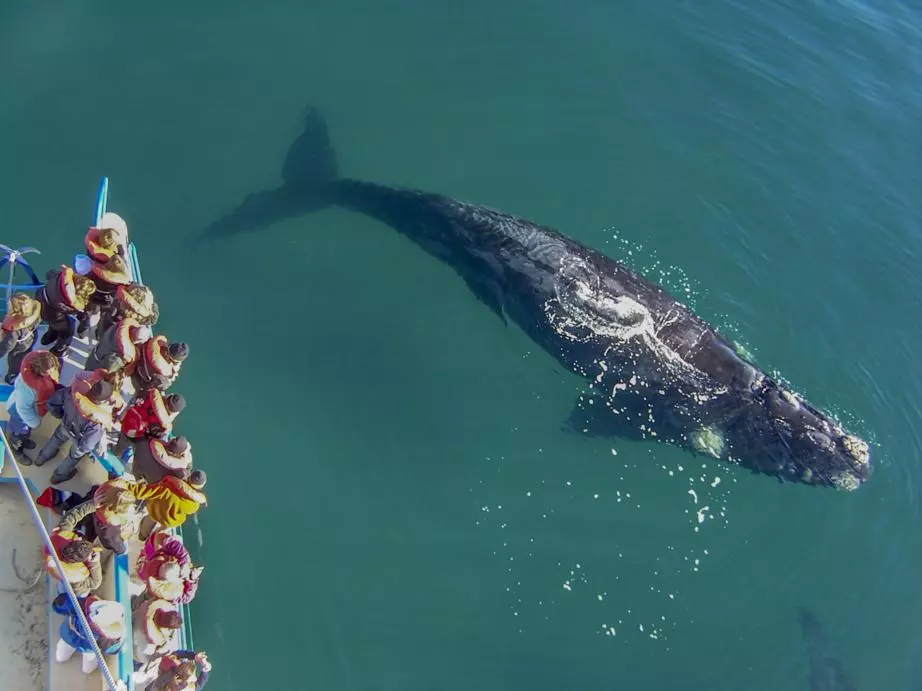 puerto-madry-wildlife-whales (8) Puerto Madryn - Wildlife