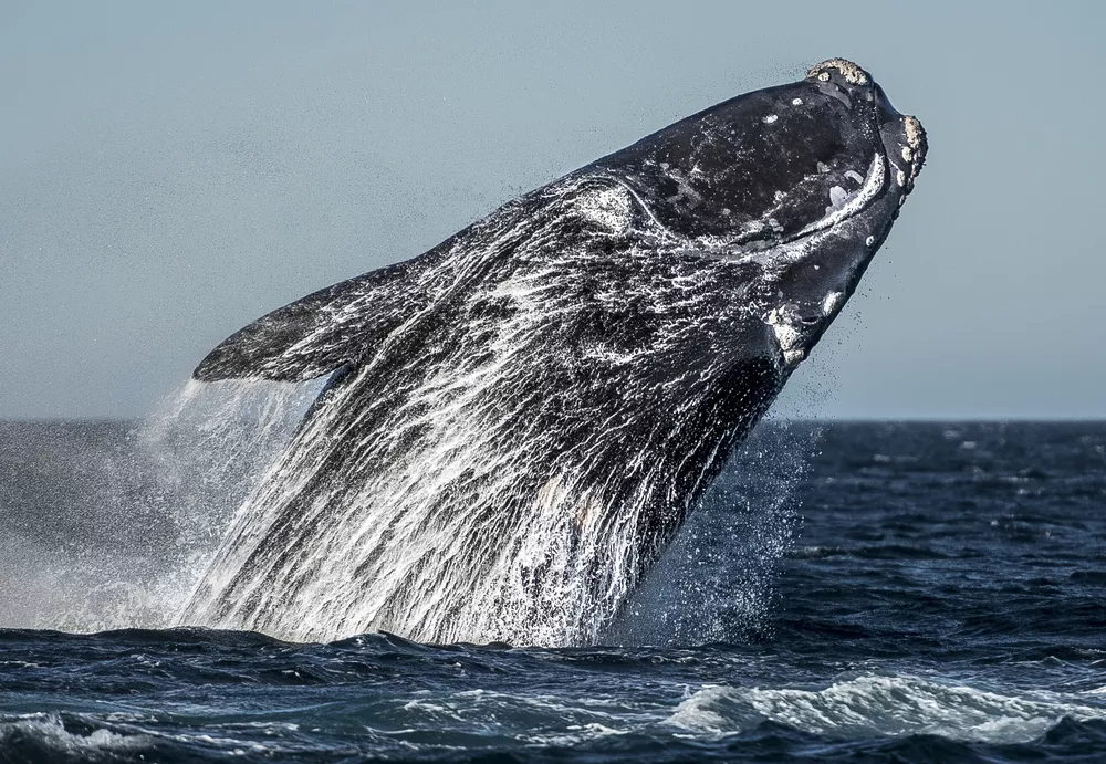 Puerto-Madryn - Wildlife
