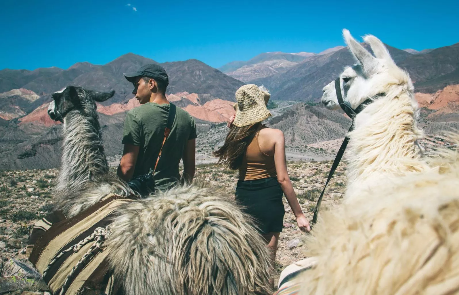 Jujuy - Llamas - Cultural trip