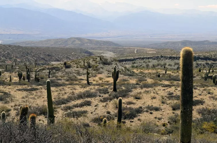 Cafayate Tour