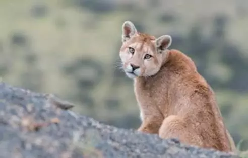 torres-del-paine-national-park-puma-2