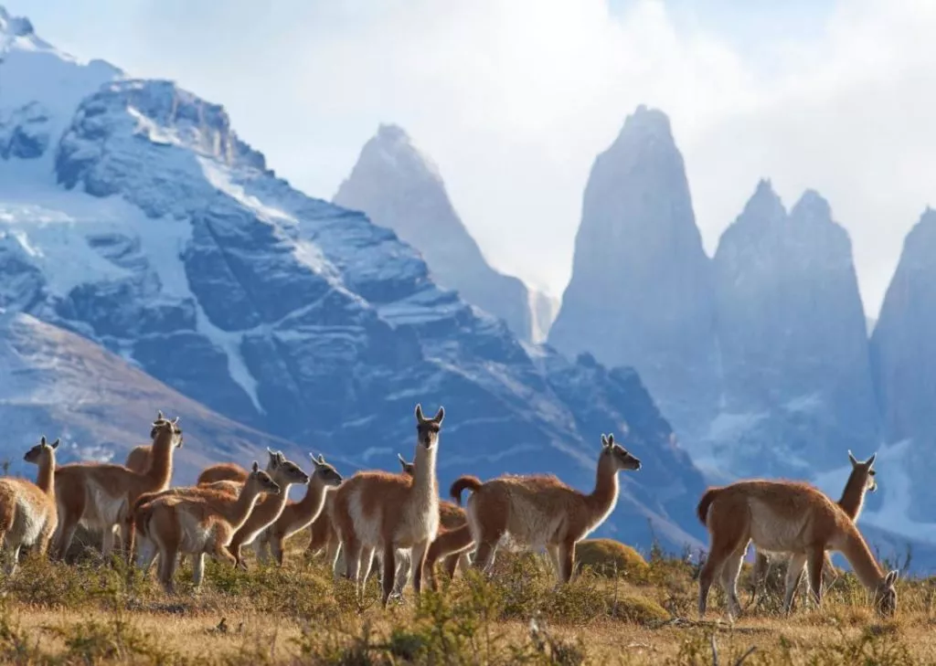 Torres del Paine - Viewpoint