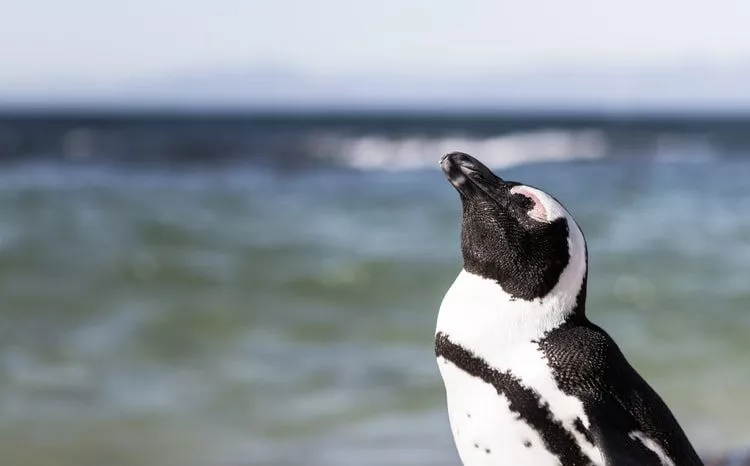Penguin sunbathing!