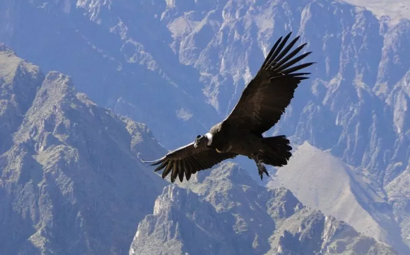 Trekking adventure in the Andes