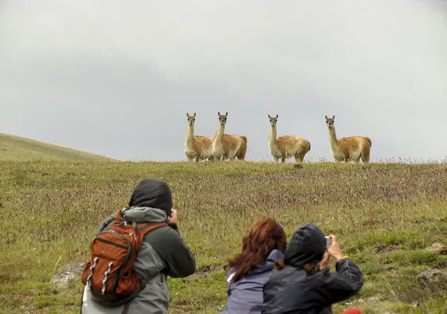 Guanaco herd in El Calafate