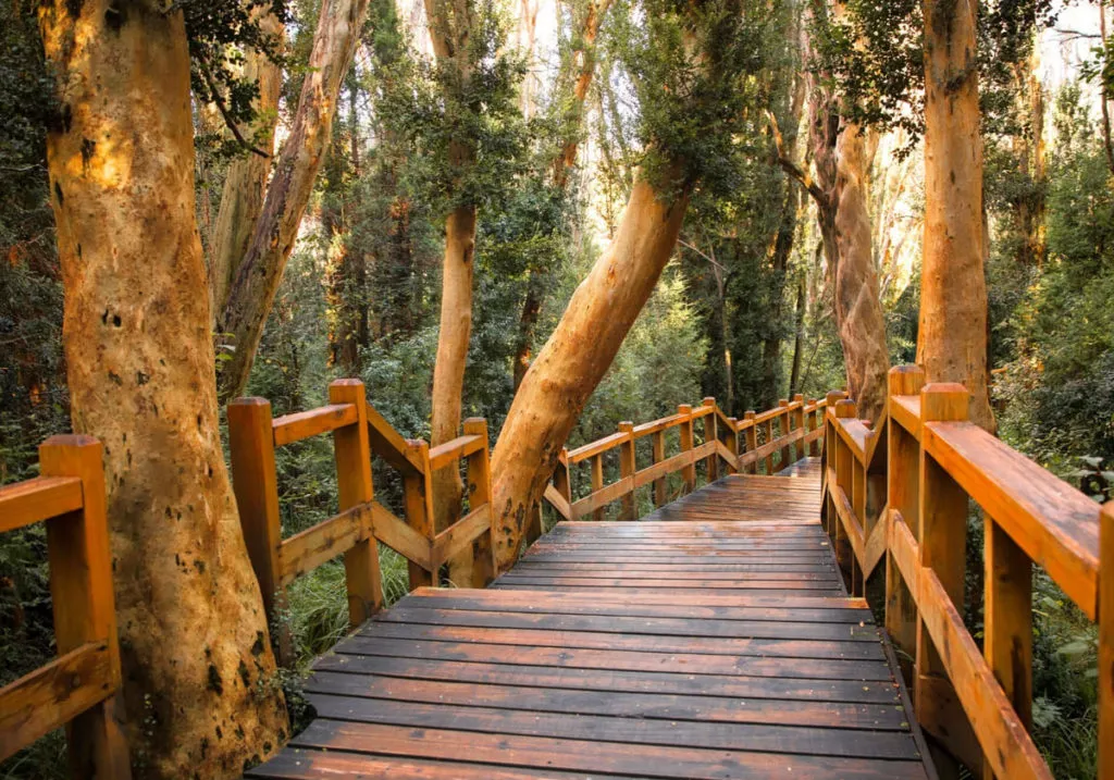 bosque-arrayanes-route-seven-lakes-argentina