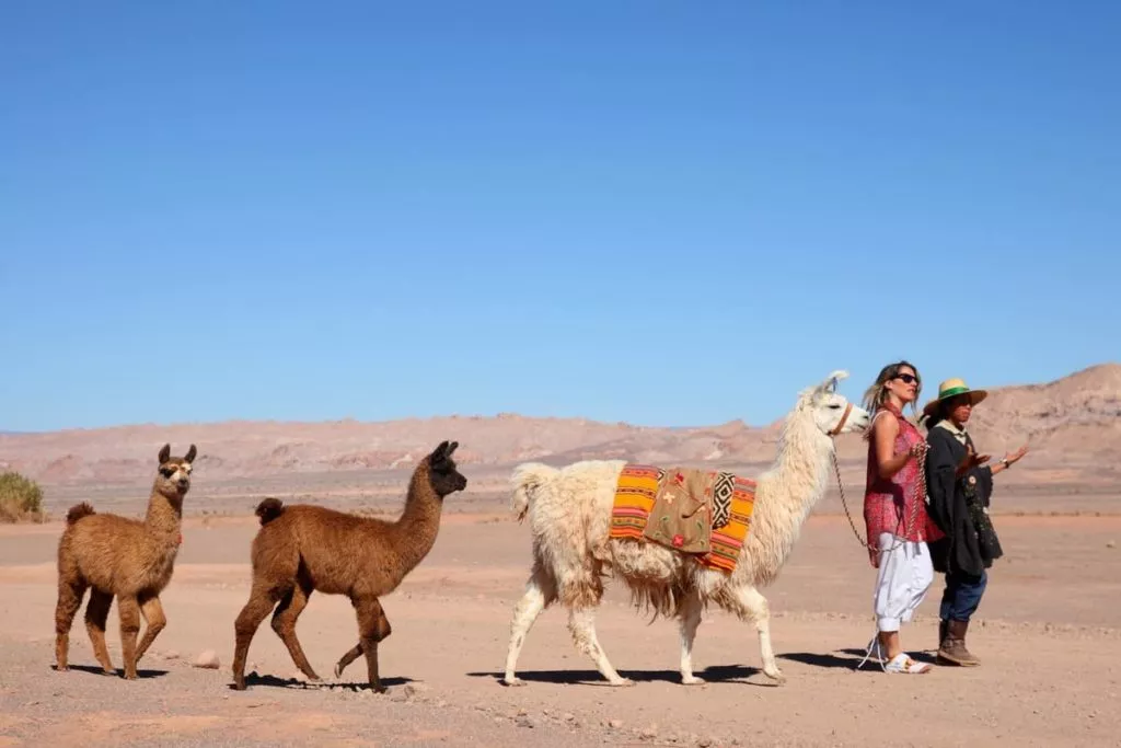 walk-with-llamas-atacama-chile