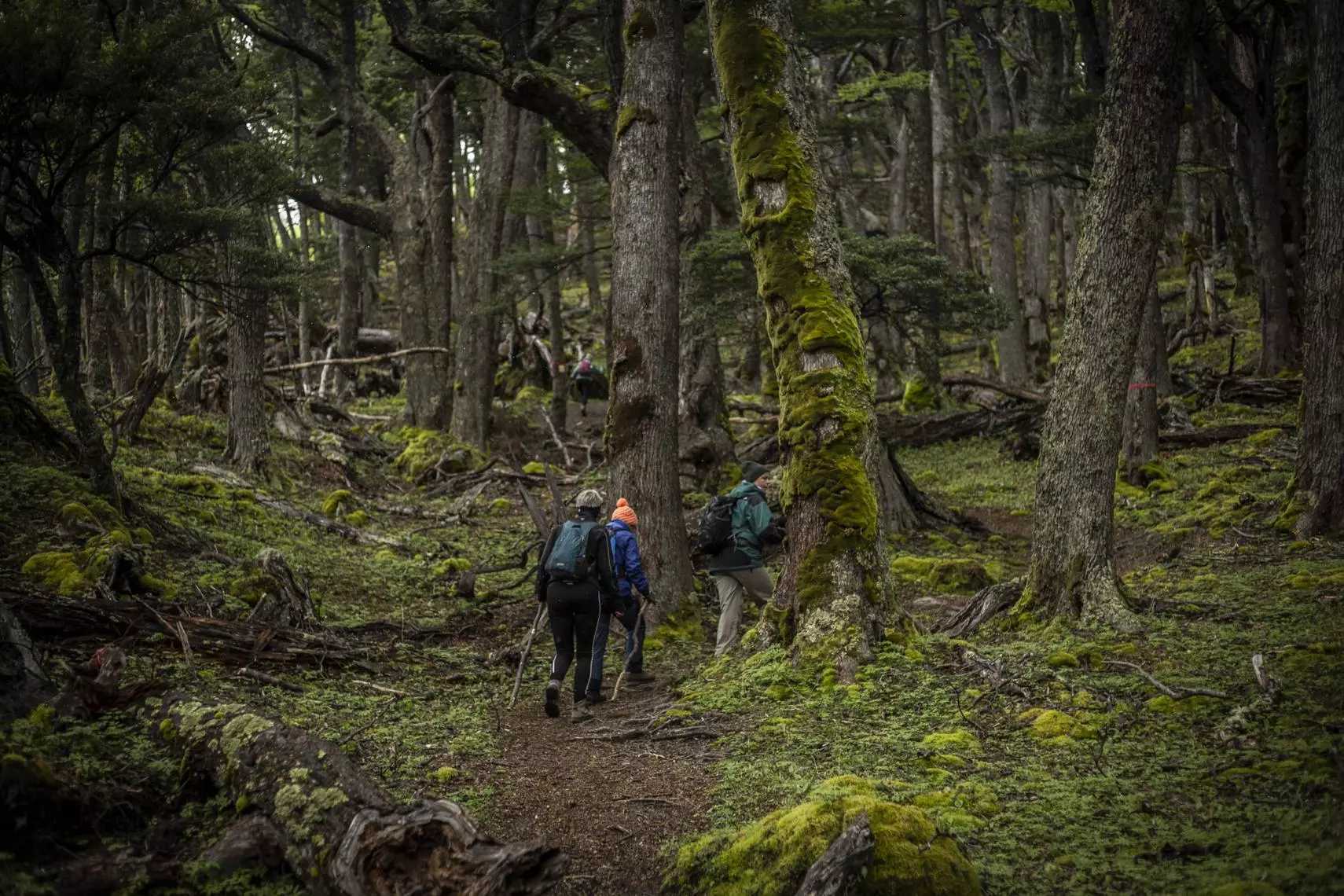Torres del Paine W Trek: Real Preparation Guide for Experienced Hikers