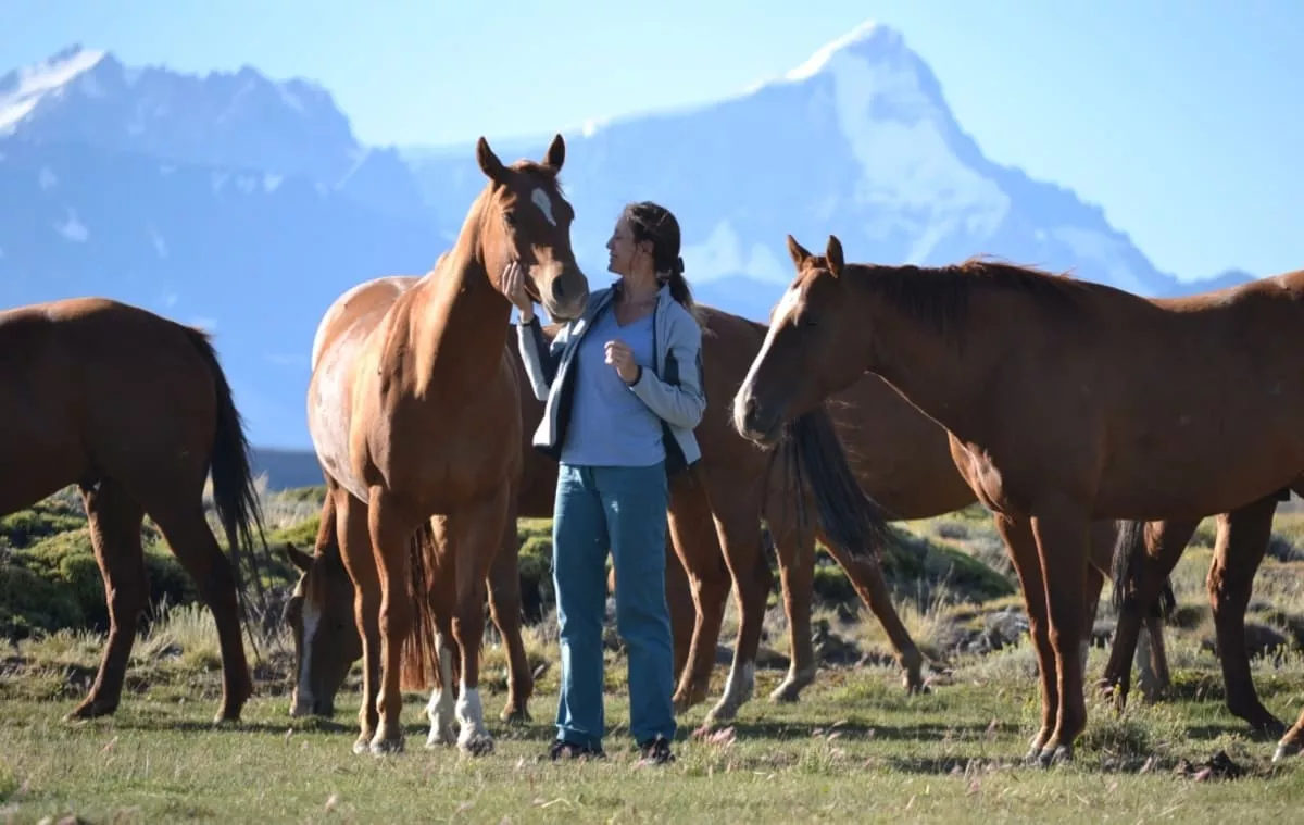 Horses in the Patagonia