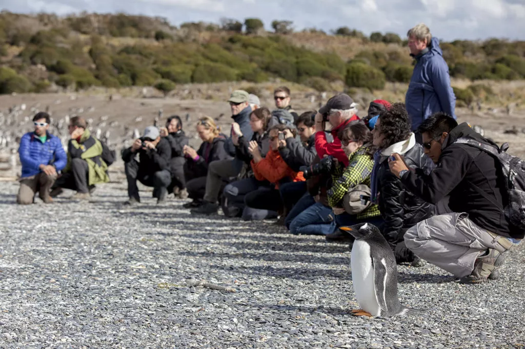 Day tour to Haberton penguin rookery