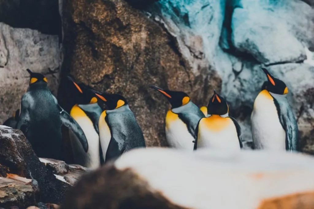 Wildlife and nature in Chilean Patagonia