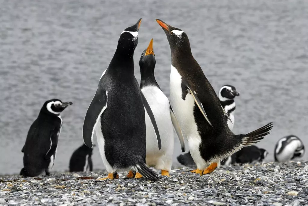 best ushuaia argentina tours adventure