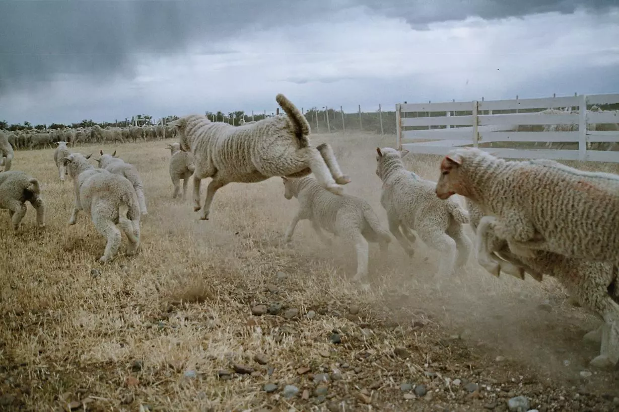 Sheeps in estancia in Patagonia