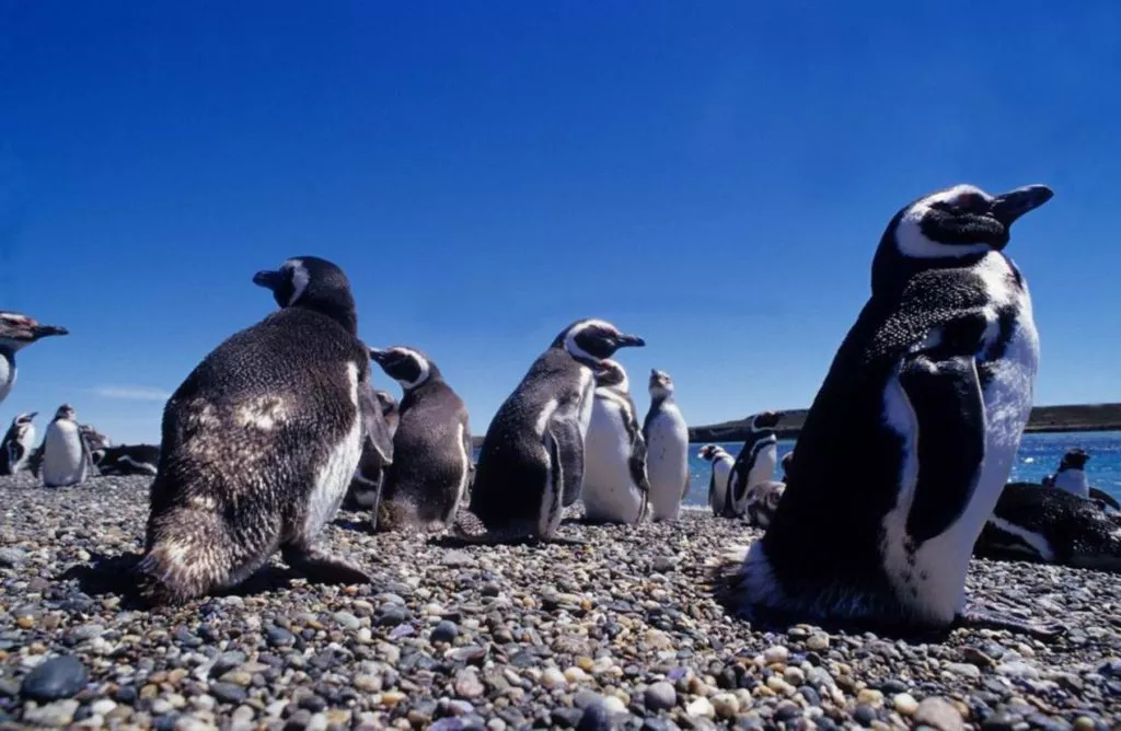 Penguins in bahia bustamante