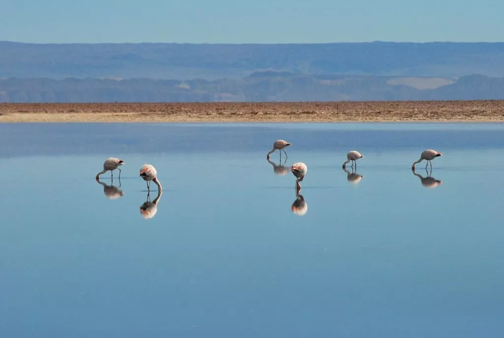 Pink flamingos in Uyuni Salt Flat, Bolivia