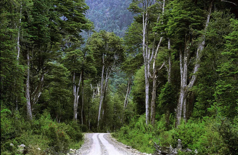 Enjoy Carretera Austral amazing woods!