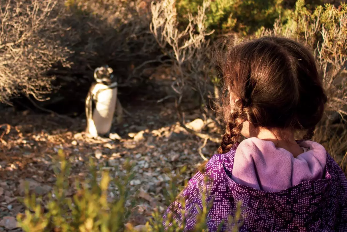 Family Adventure in Patagonia: Penguins & Glaciers