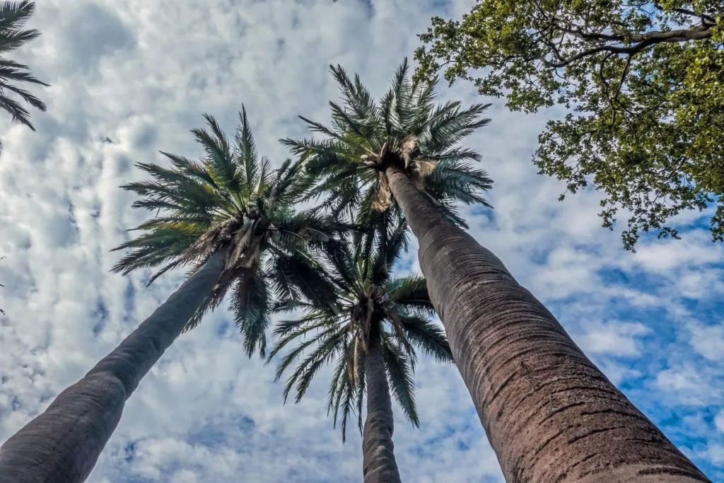 Visit the palm tree forest in La Campana National Park, Chile